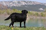 LABRADOR 1101